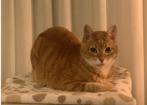 Simba