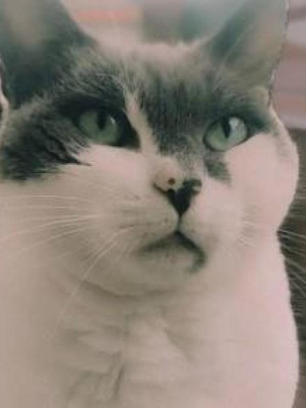 Dorita