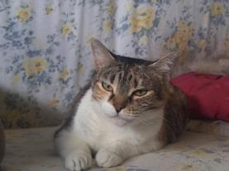 Lua