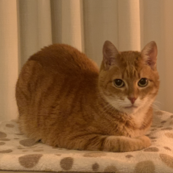 Simba