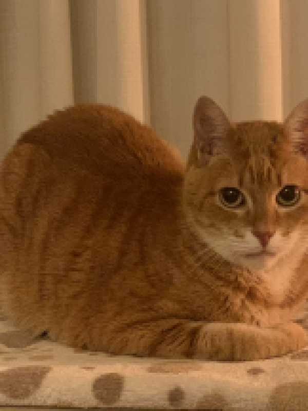 Simba
