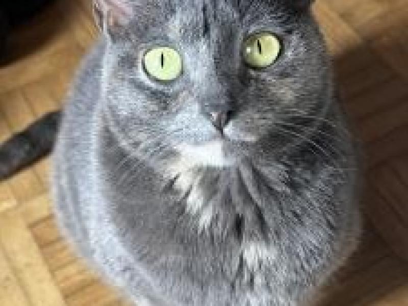 Suki